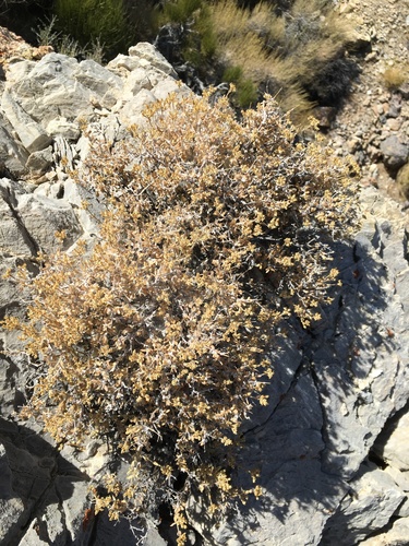 Image of Fendlerella utahensis by (c) Matt Berger, some rights reserved (CC BY)