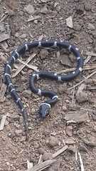Tropidodipsas philippii
