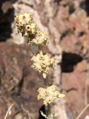 Buddleja utahensis