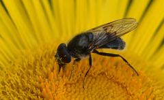 Cheilosia caerulescens
