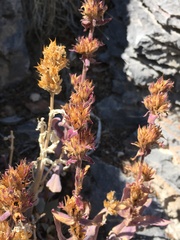 Penstemon calcareus