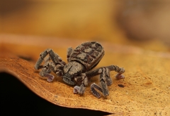 Cryptocellus