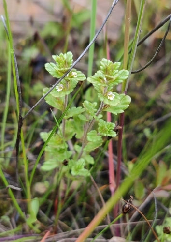 Euphrasia bottnica