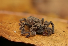 Cryptocellus