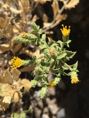 Hazardia brickellioides