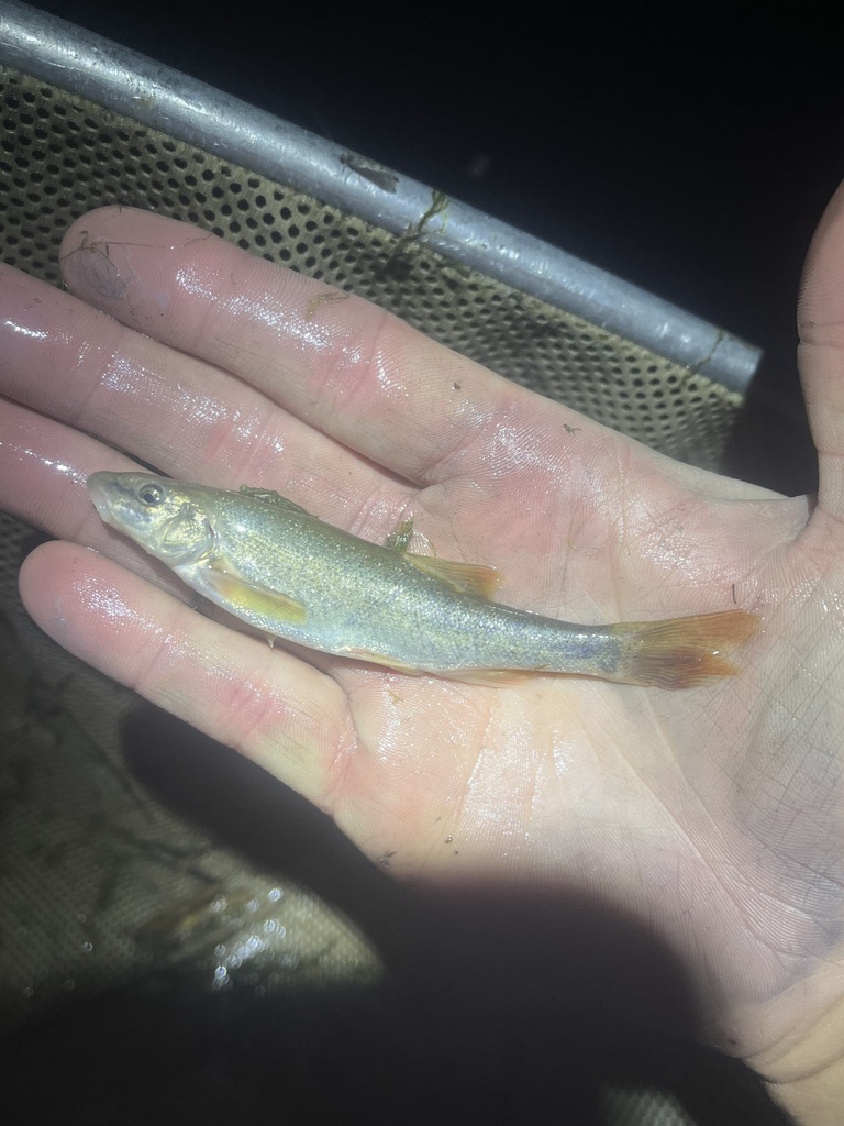 Green River Speckled Dace