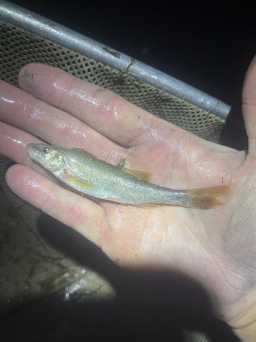 Green River Speckled Dace