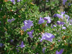 Leucophyllum laevigatum