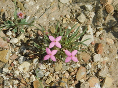 Houstonia rubra