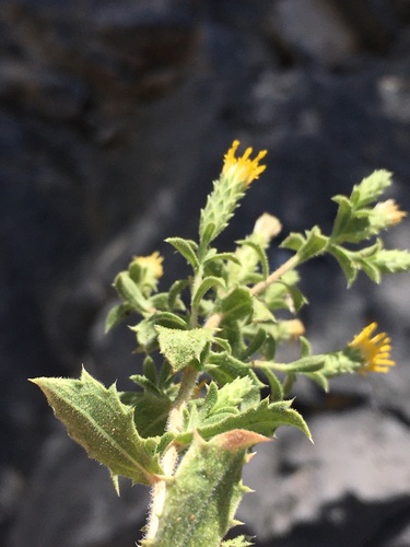 Image of Hazardia brickellioides by (c) Matt Berger, some rights reserved (CC BY)