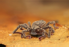 Cryptocellus