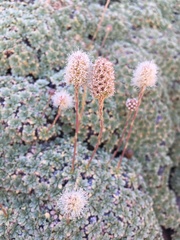 Petrophytum caespitosum caespitosum