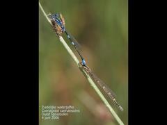 Coenagrion caerulescens