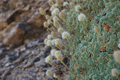 Petrophytum caespitosum caespitosum