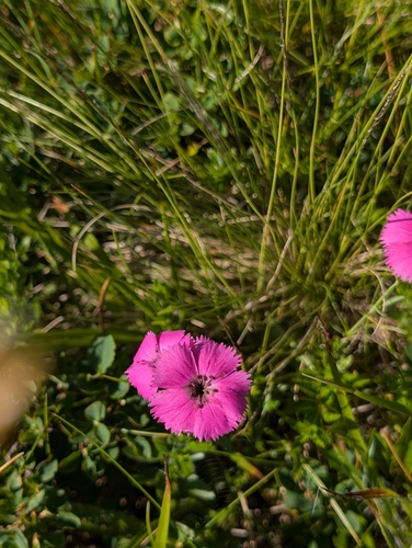 Dianthus pavonius
