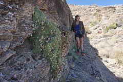 Petrophytum caespitosum caespitosum