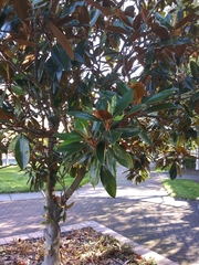 Magnoliopsida