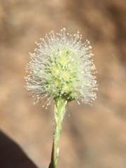 Petrophytum caespitosum caespitosum