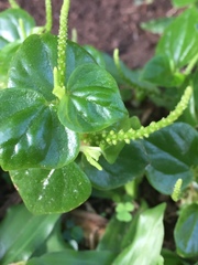 Piperales