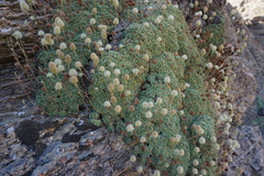 Petrophytum caespitosum caespitosum