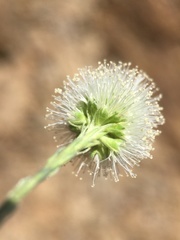 Petrophytum caespitosum caespitosum