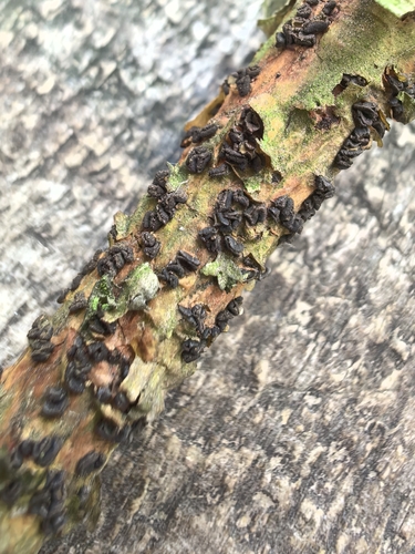Cenangium ferruginosum observed 2025-06-28