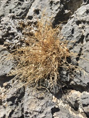 Astragalus panamintensis