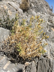 Hazardia brickellioides