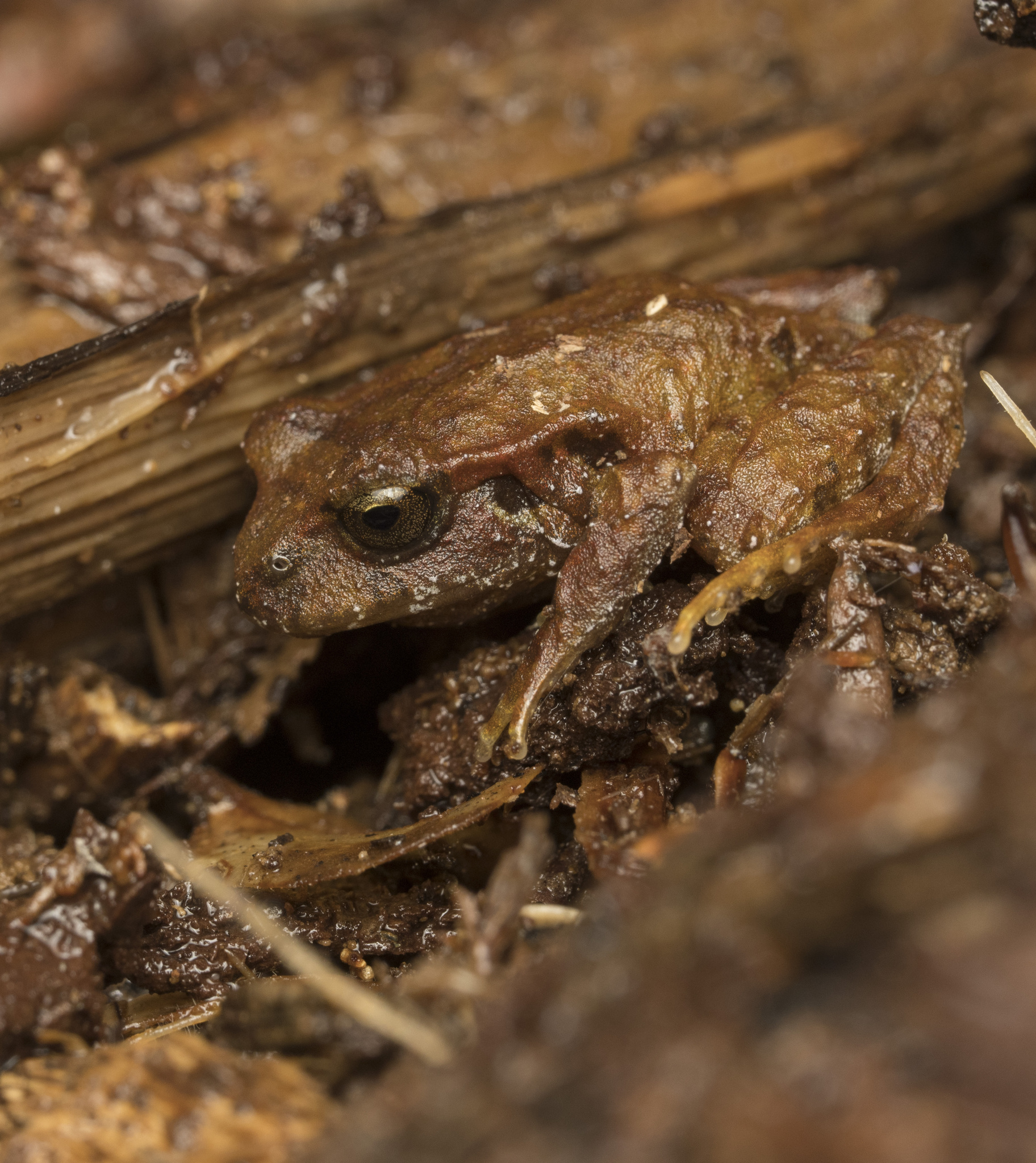 Eupsophus altor Nuñez, Rabanal & Formas, 2012