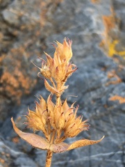Penstemon calcareus