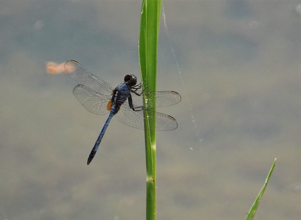 Blue Pondhawk