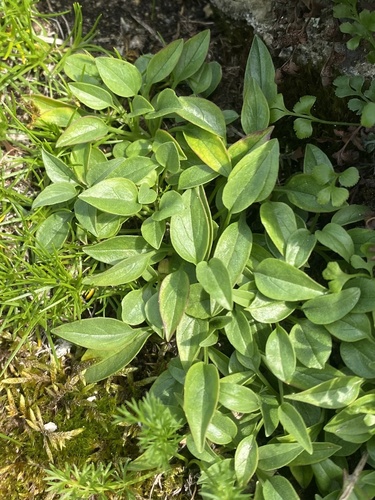 Valeriana saxicola, photograph 2