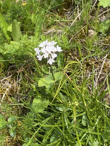 Valeriana saxicola, photograph 4
