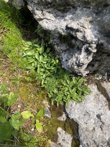 Valeriana saxicola, photograph 3
