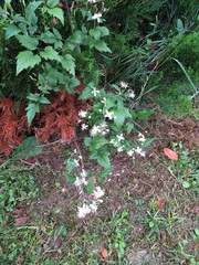 Clematis vitalba