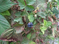 Rubus caesius