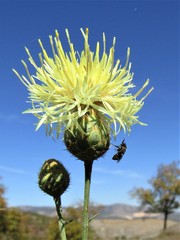 Centaurea salonitana