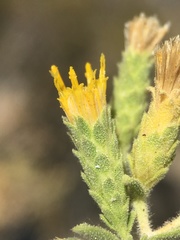 Hazardia brickellioides