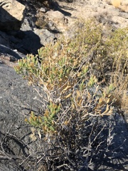 Hazardia brickellioides