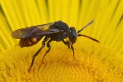 Nomada fabriciana