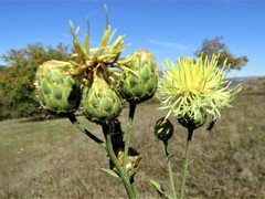Centaurea salonitana