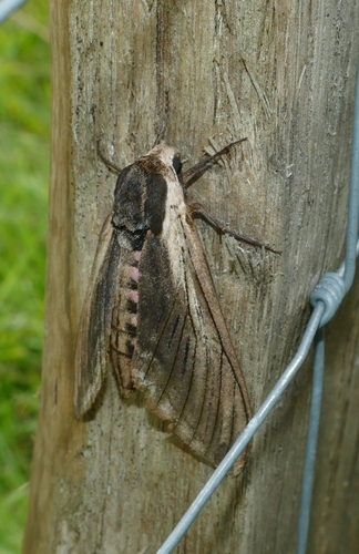 Sphinx ligustri