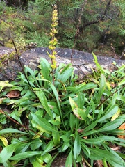 Solidago randii