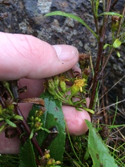 Solidago randii