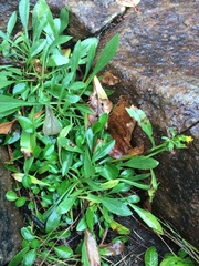 Solidago randii
