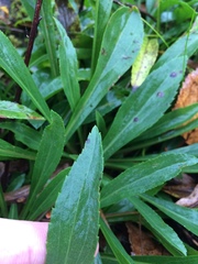 Solidago randii