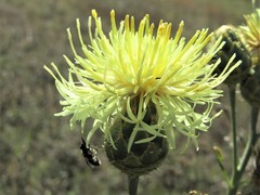Centaurea salonitana