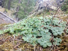 Sedum spathulifolium