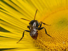 Nomada fabriciana