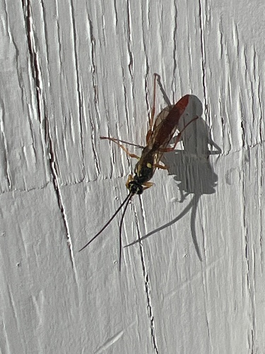 iNaturalist observation photo of Ichneumonid Wasps